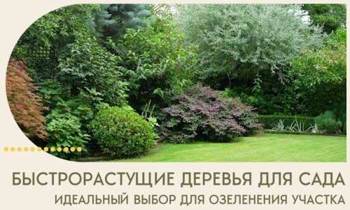 Быстрорастущие деревья для сада идеальный выбор в Шадринске