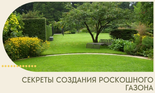 Секреты создания роскошного газона в Шадринске
